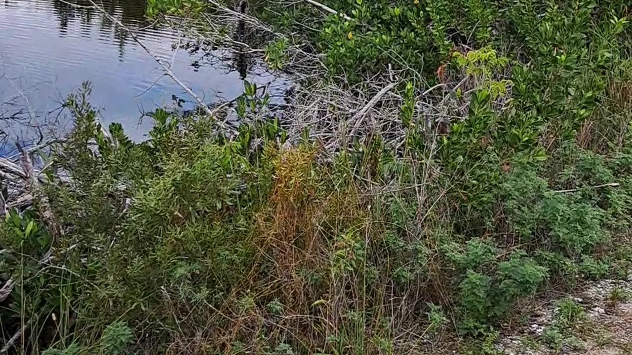 10.000 Islands National Wildlife Refuge "Marsh Trail" 1/15/24 Florida