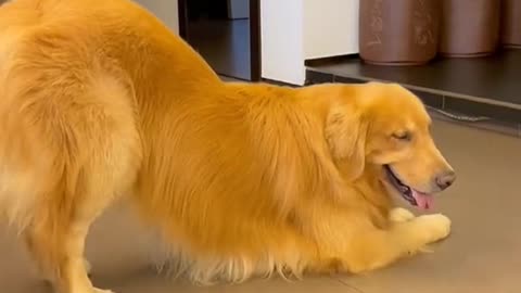 Dog version of high-quality dance interpretation