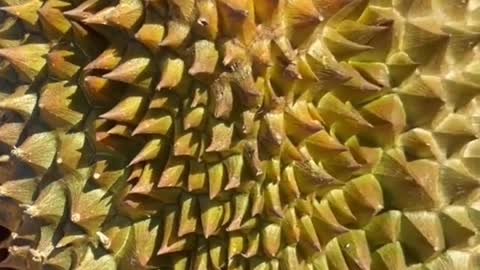 Durian