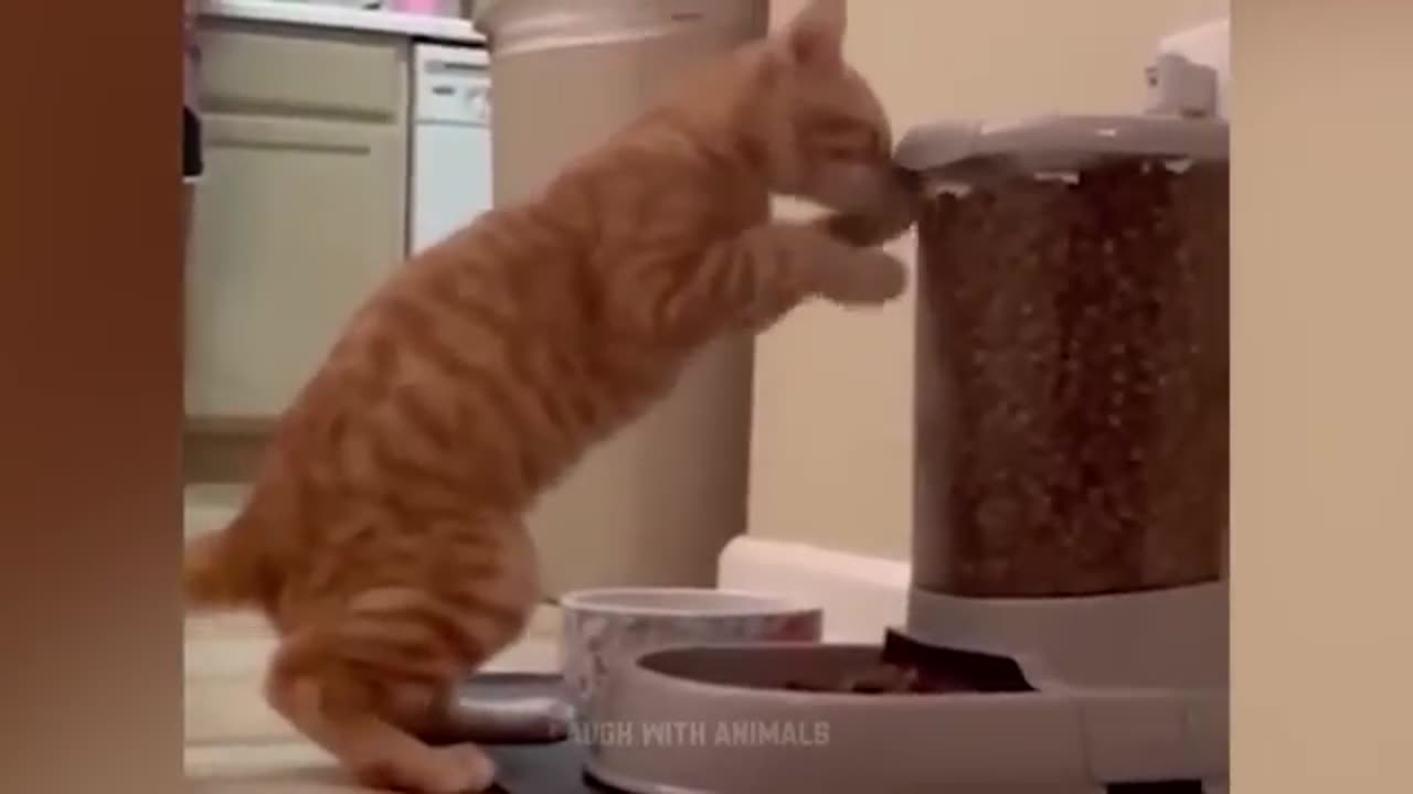 Funny cat