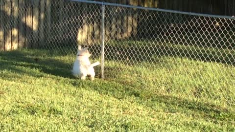 Close Encounter of the Possum Kind