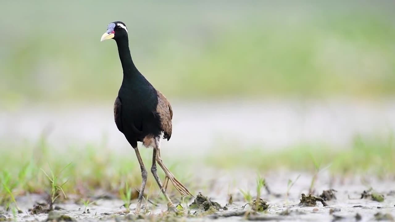 Bronze winged Jacana chicks | Bronze winged Jacana | Jacana | Jacana chicks hide under male's wings|