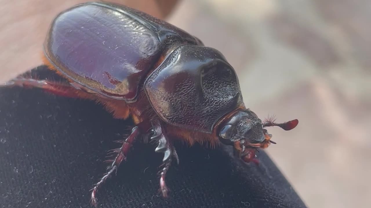 Rhinoceros Beetle