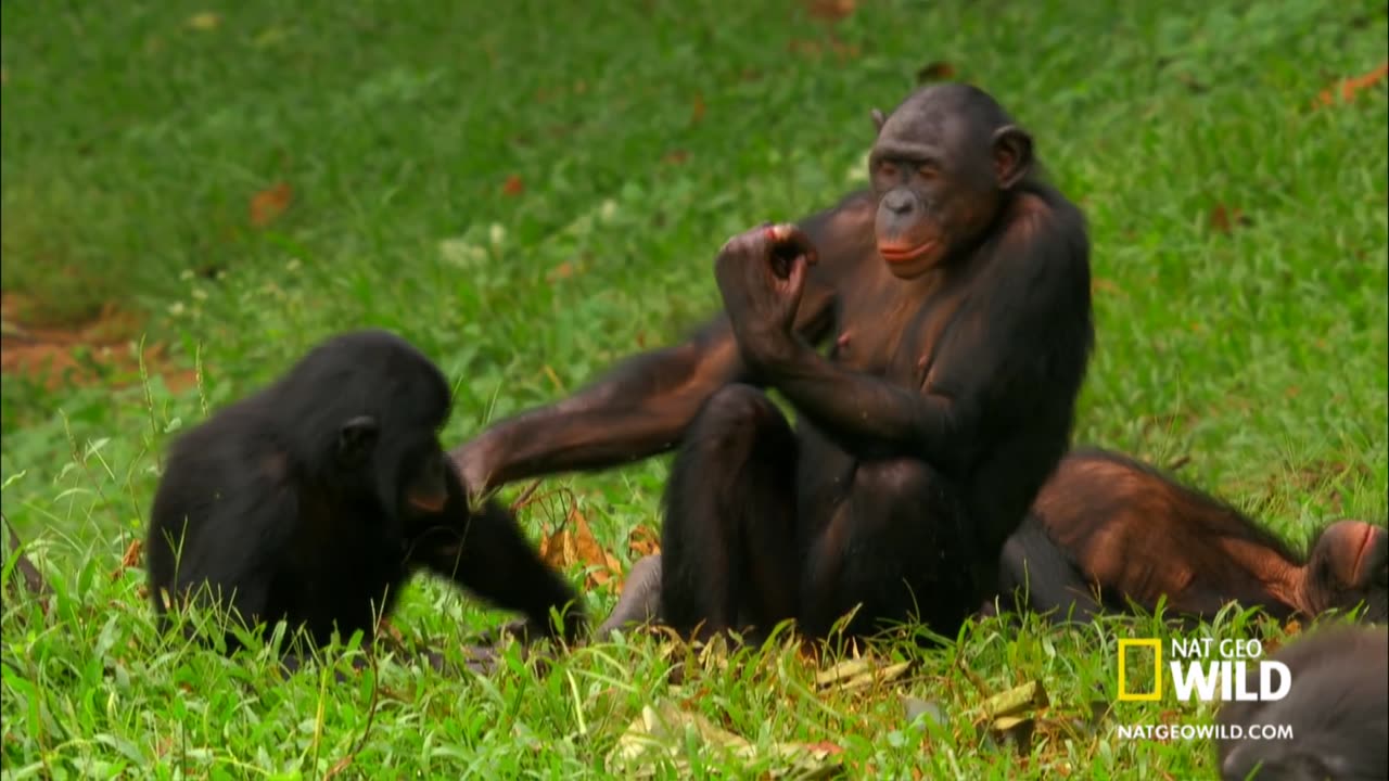 Bonobo Love | Nat Geo WILD