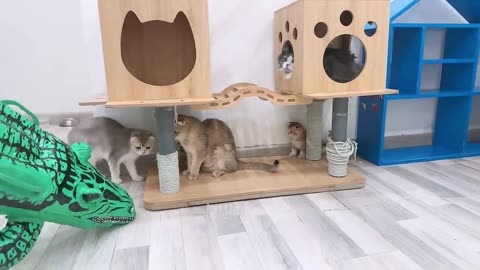 Funny Cats Compilation