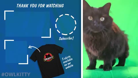 Jurassic Park but with a Cat