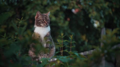 cute cats