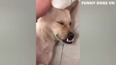 funny animal video________funny dog