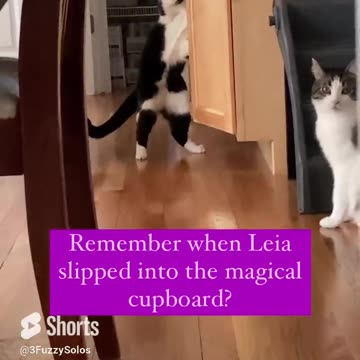 Did Leia find Narnia when she slipped into the magical cabinet? #TheRestOfTheStory #CatAdventures