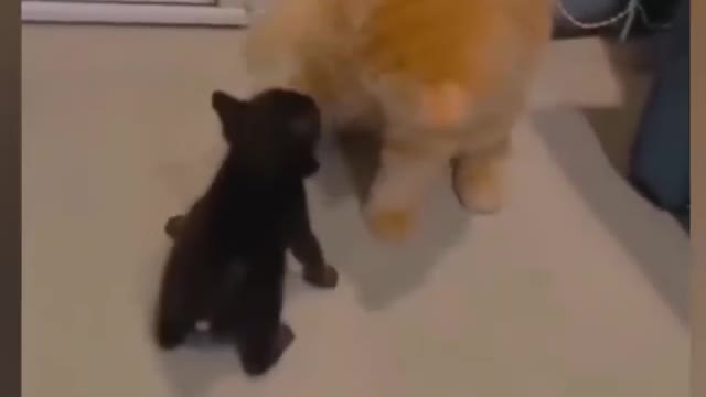 Funny Pets (Part 1)
