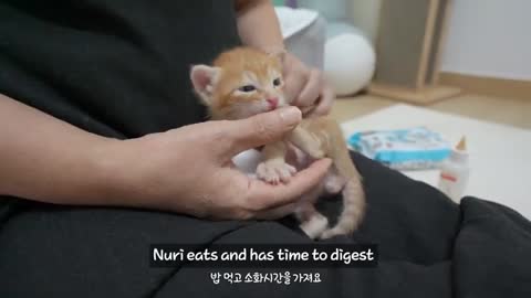 A baby kitten wakes you up In a lovely way every morning