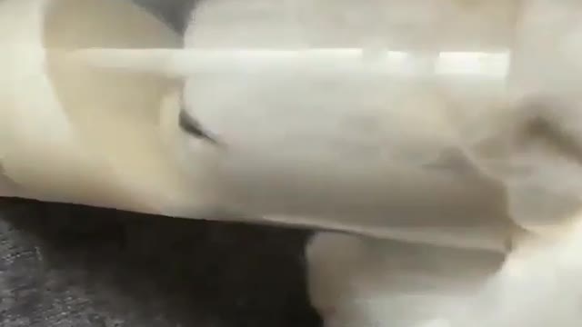 cat craves milk....