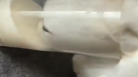 cat craves milk....