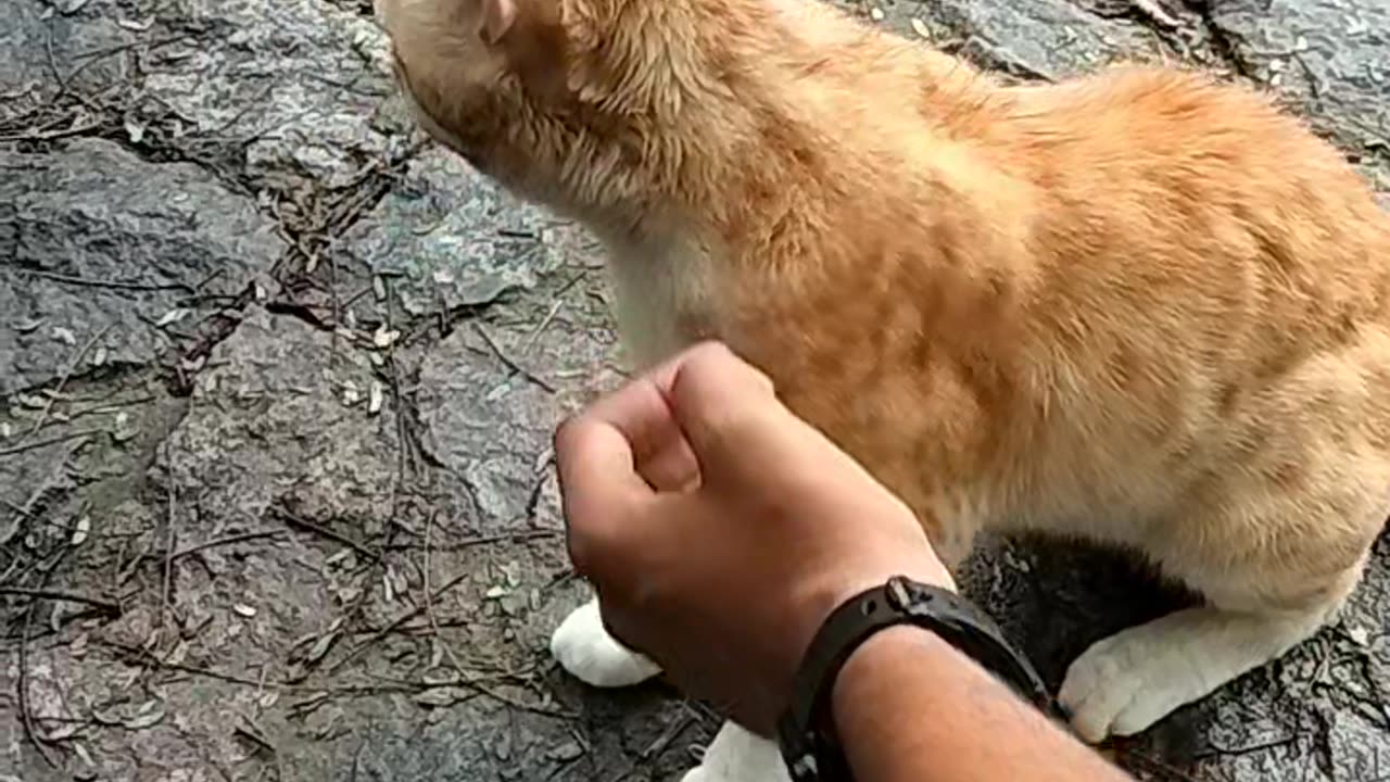 A cute cat in the house 🥹