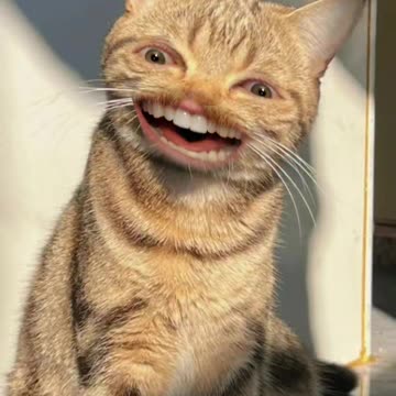 This Cat LOVES Lavender!!!