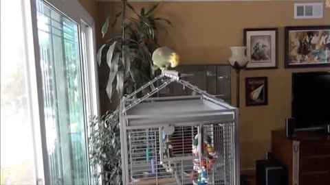 Try Not To Laugh 😁 Funny Parrots Videos # Cute Moments 😊#