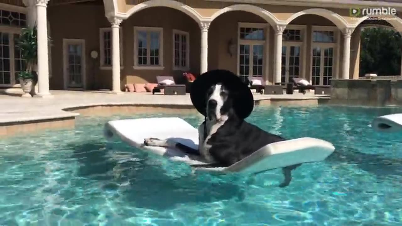 Great Dane makes the most of summer by lounging on a pool float