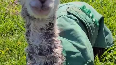 One hour old baby alpaca