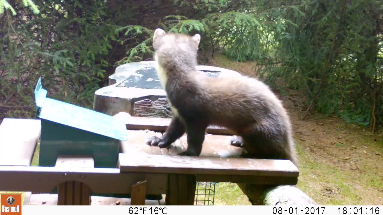 2 Pine Matens Hanging Out On a Table