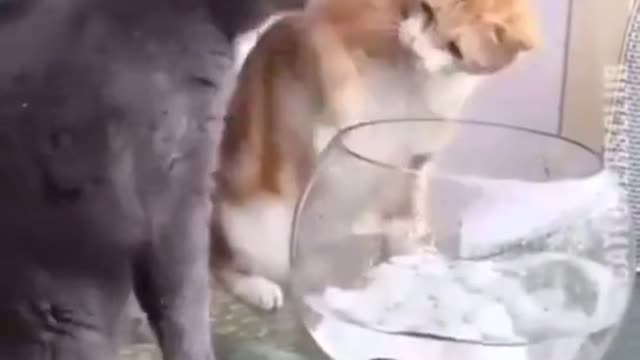 Cats playing with fish