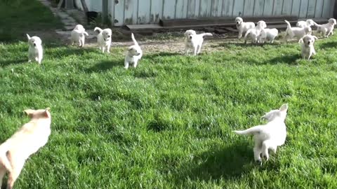 The cute dogs are playing each other in the ground