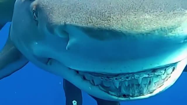 underwater world