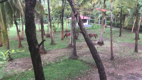 8/29/24 neighbor horses grazing here, again