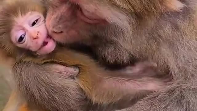 Monkey mother love and children