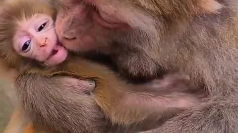 Monkey mother love and children