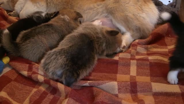 Beautiful puppy enjoying a meal from his mom