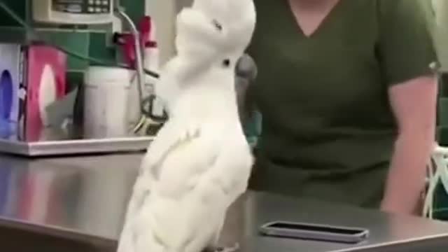 COCKATOO DANCING AND SOCIALIZING WITH VET😍😍😍😍😍😍😍😍😍😍SOO SOOO SOOO CUTE❤️