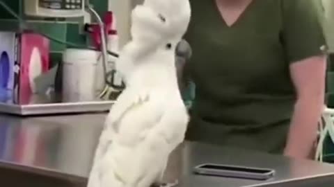 COCKATOO DANCING AND SOCIALIZING WITH VET😍😍😍😍😍😍😍😍😍😍SOO SOOO SOOO CUTE❤️