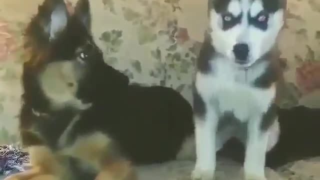 Cute and funny dog videos #5