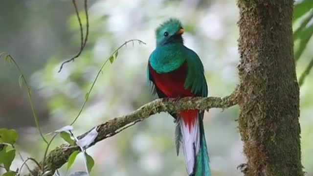 quetzal