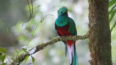 quetzal