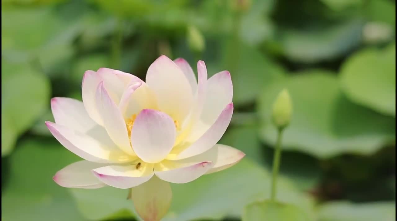 Lotus flower video nature video hd