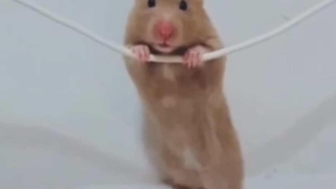 Funny rat video