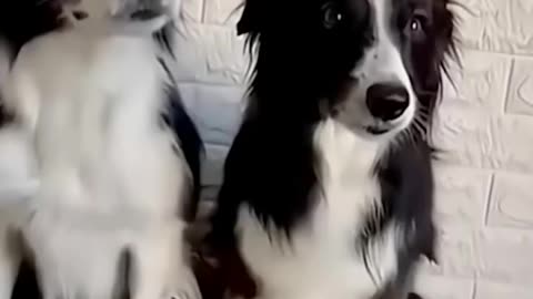 Funny animal videos 🤣🤣🤣🤣