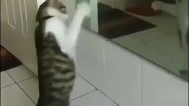 the cat is shocked by himself