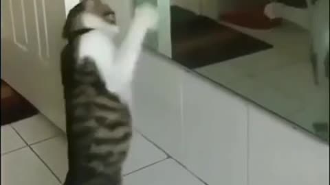 the cat is shocked by himself