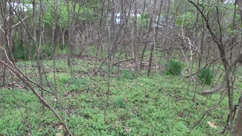 Abandoned Parker Cemetery