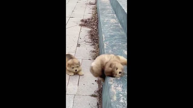 Baby Alaskan Malamute Puppies Running Funny And Cute Puppies Compilation