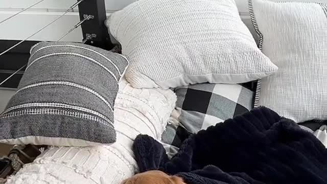 Sleepy pup decides to put himself to bed