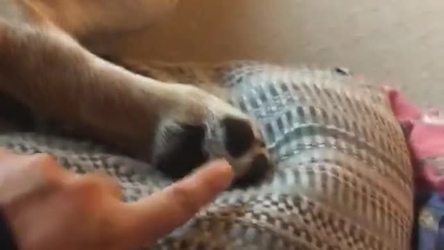 Angry Dog Kick the Owner