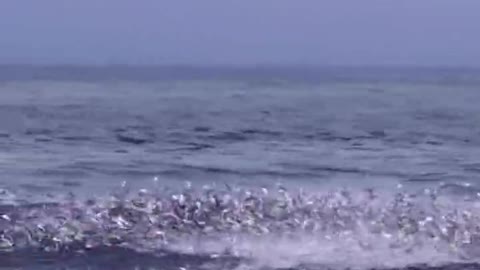 Jumping out of the water face to face, even the seabirds are envious