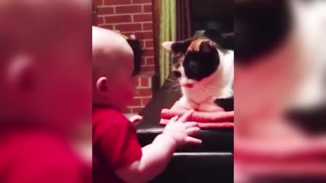 The dog is cute, naturally happy God; Bitch god operation.
