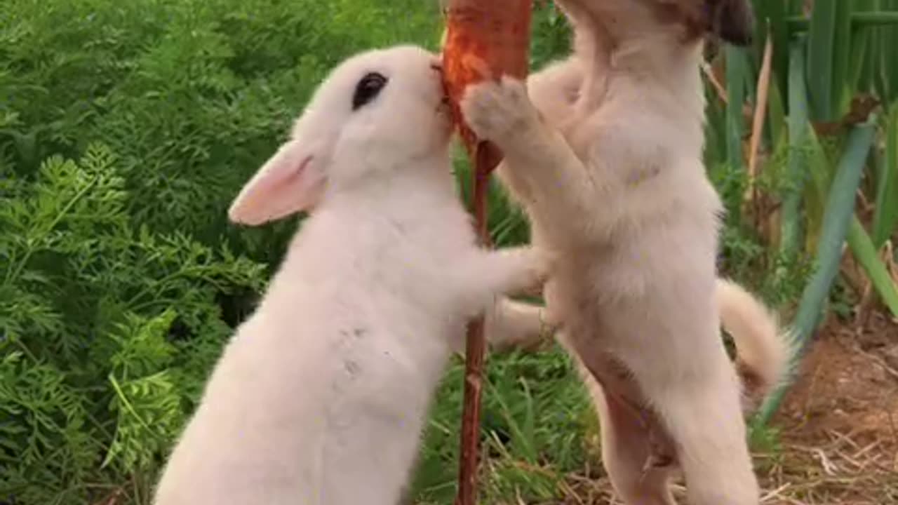 The dog and the rabbit have been living together for a long time