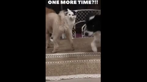 Cats vs dogs funny pets funny videos 2021