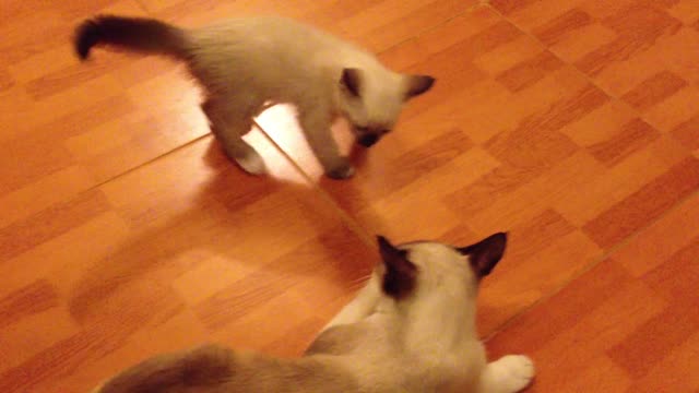 Birman Cat Playing With Her Kitten