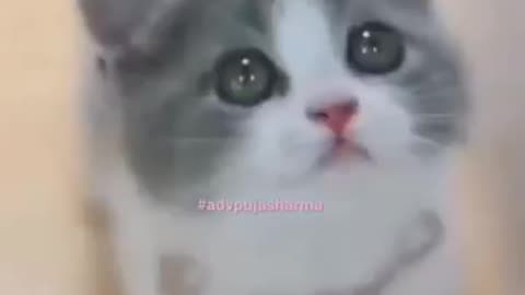 funny cat